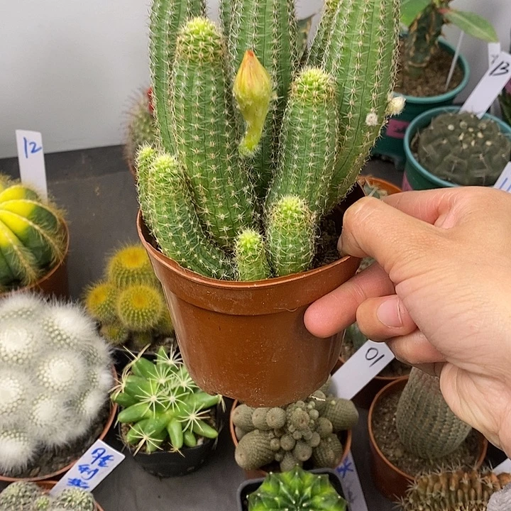 或*一物一拍一棵仙人球