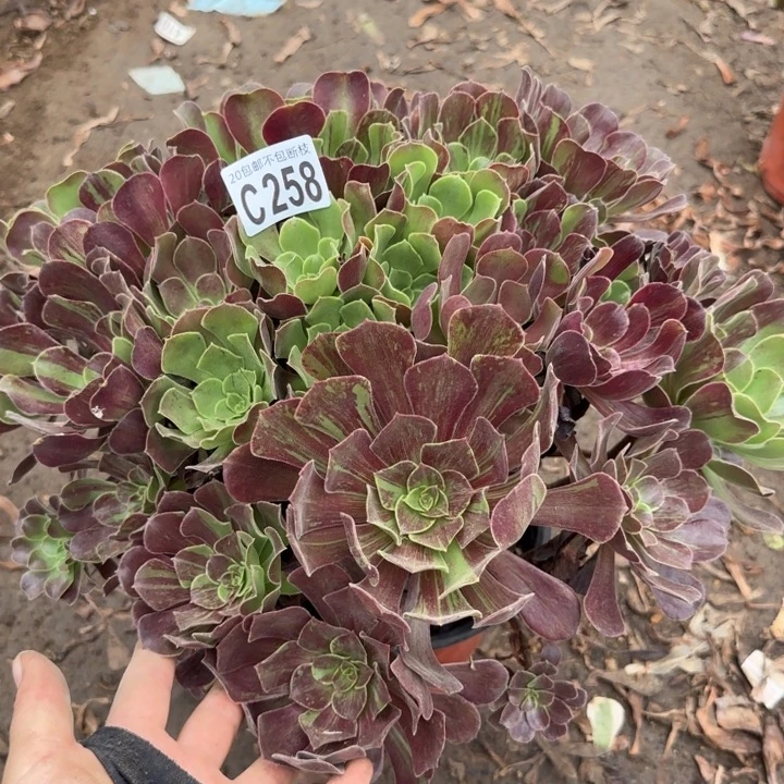 欧诺拉……多肉植物……