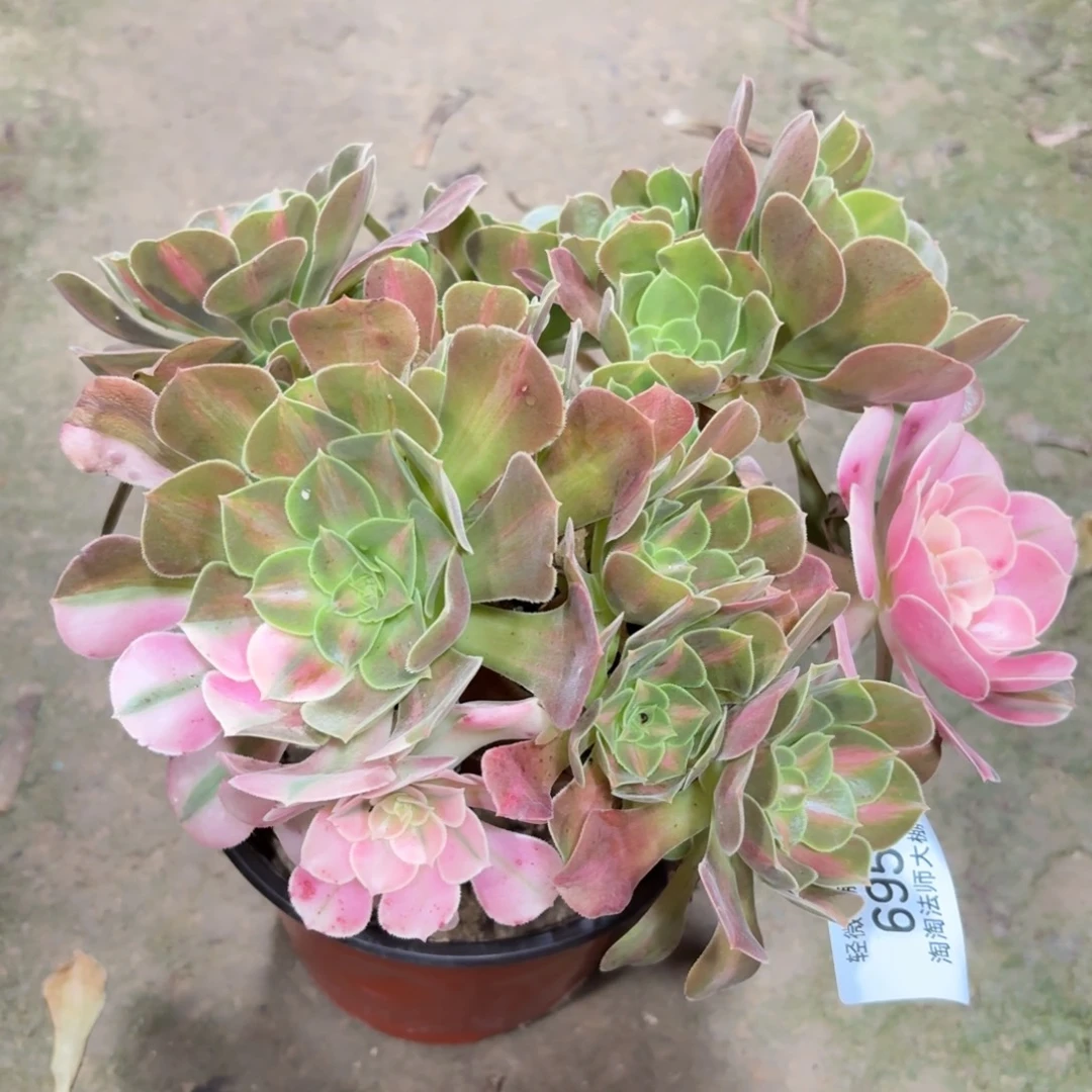 695粉女巫阴阳多肉植物法师