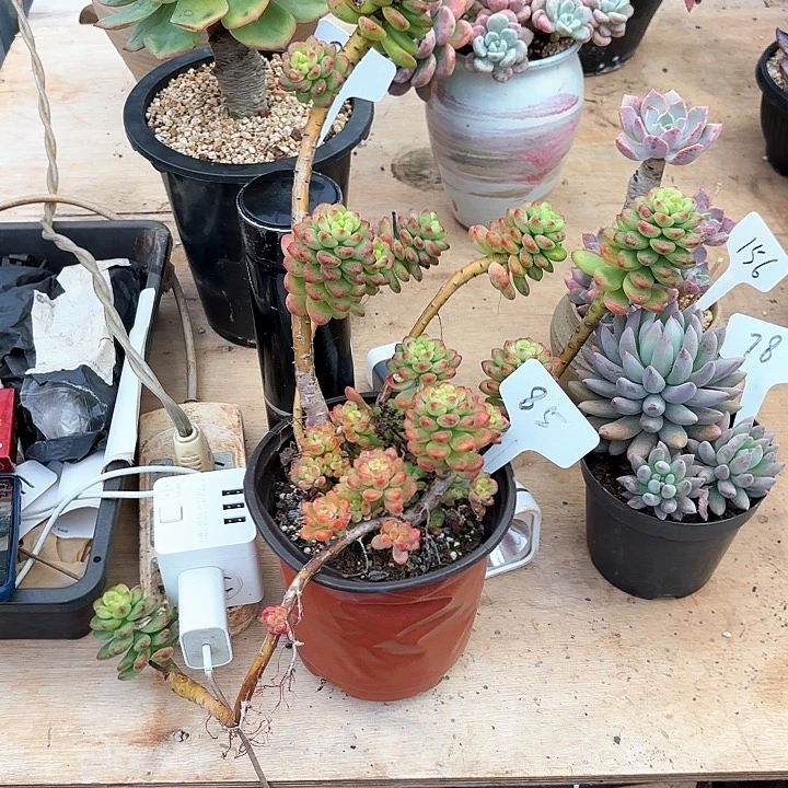 7***妹多肉植物，香格里拉85号