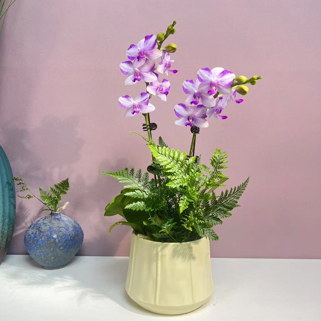 兰语优选【蓝宝石】精品蝴蝶兰夏季高雅轻奢高级艺术组盆系列