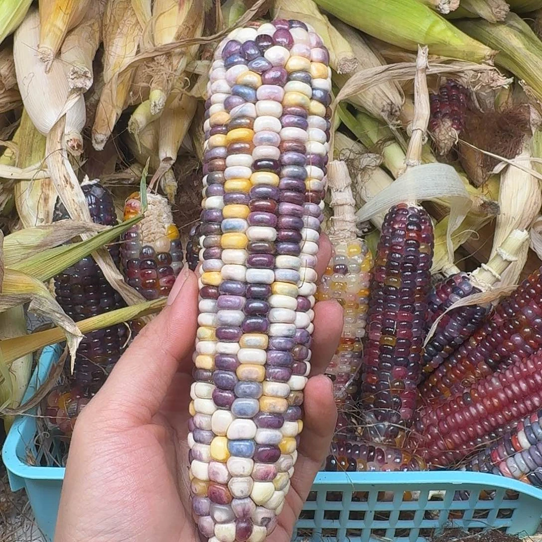 喵***米梦之城新品梦宝1号