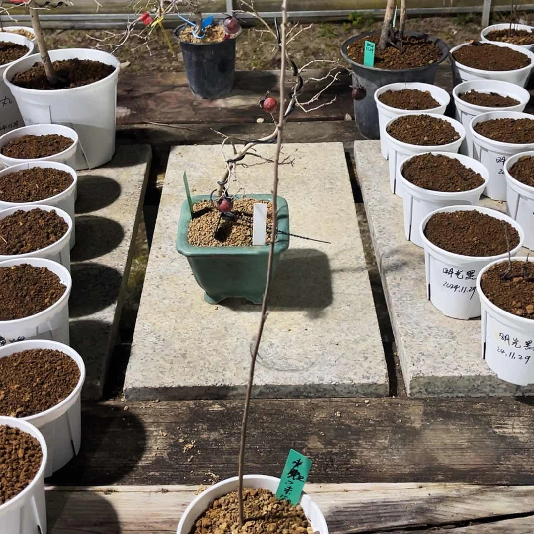 【闪购商品】老鸦牛100