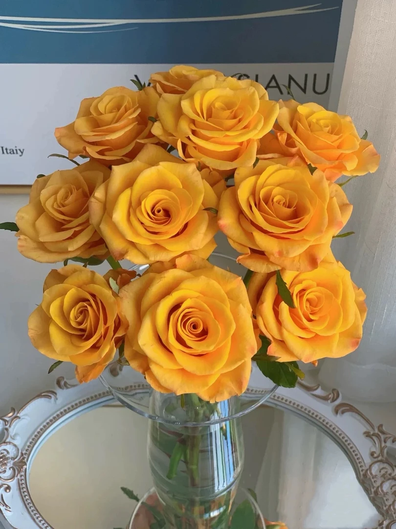 【辉煌玫瑰】黄玫瑰超A品质基地直发鲜切花顺丰