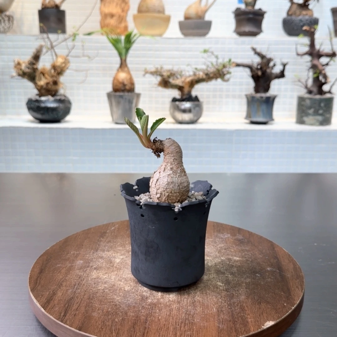 樱花大戟一物一拍