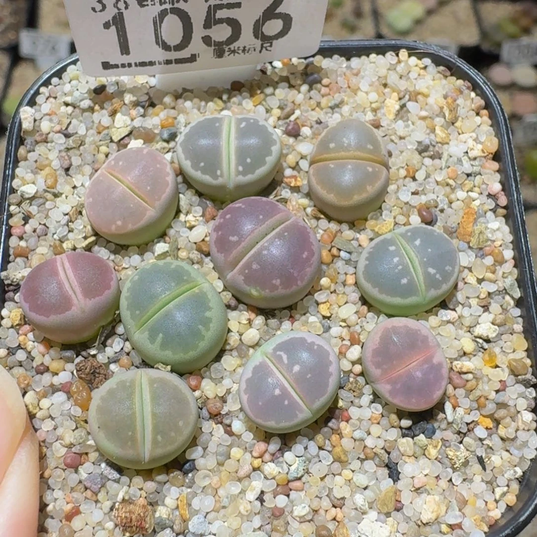 Ssss精品生石花1056大窗