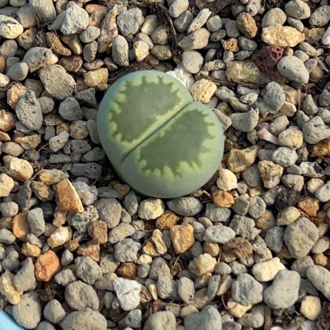 9343绿饼干一颗。