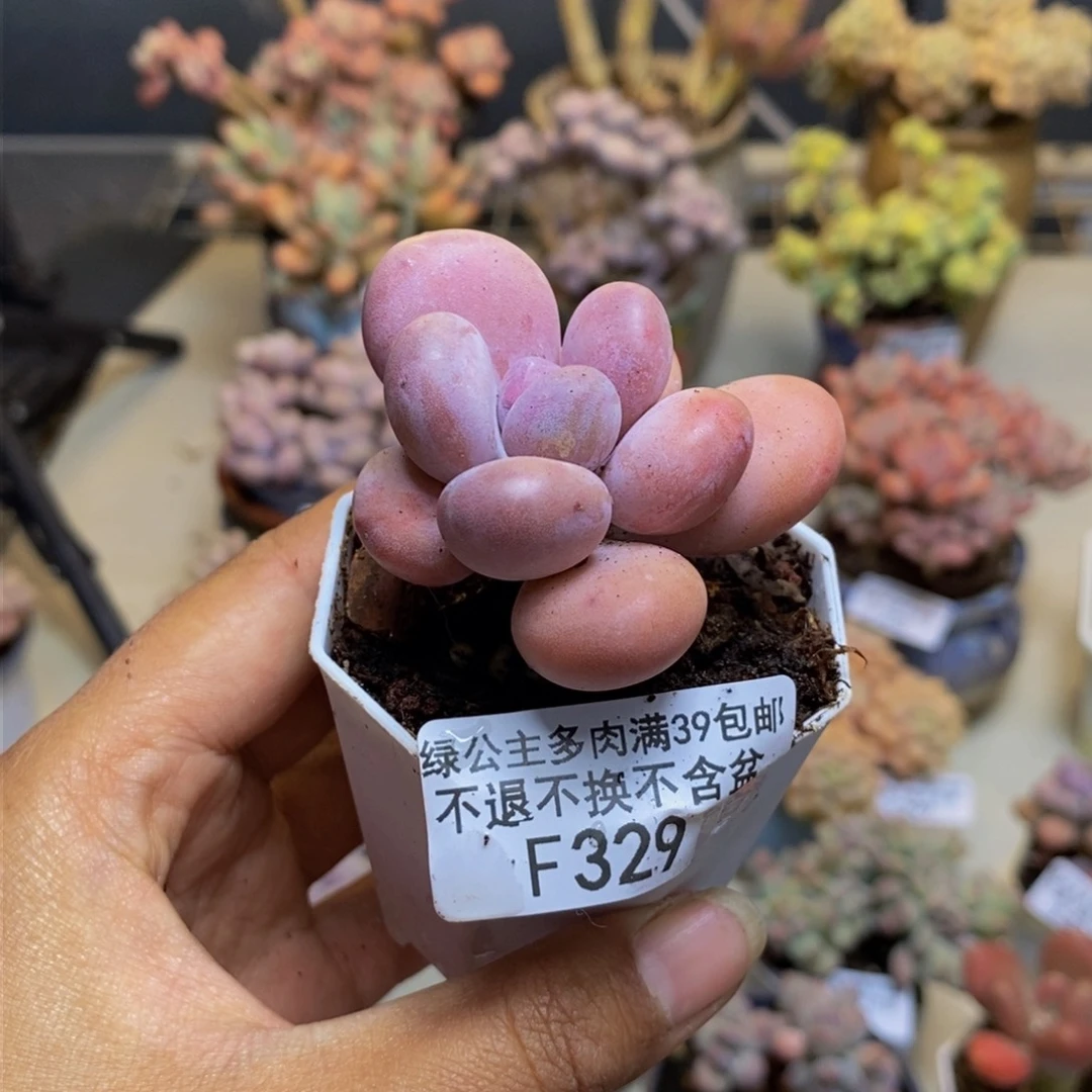 南****店329橙雪球多肉4cm