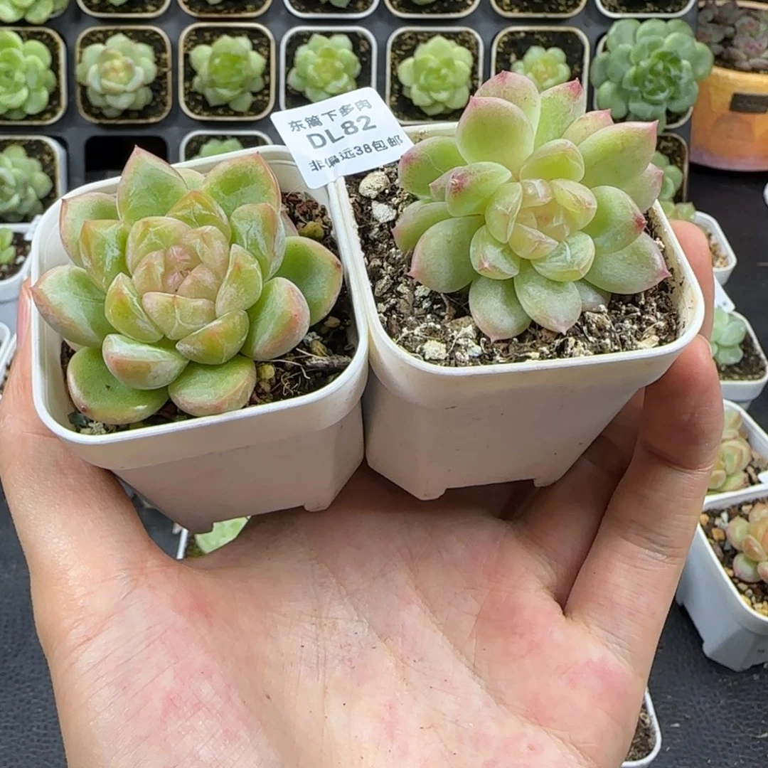 82东篱下多肉植物哈哈哈哈