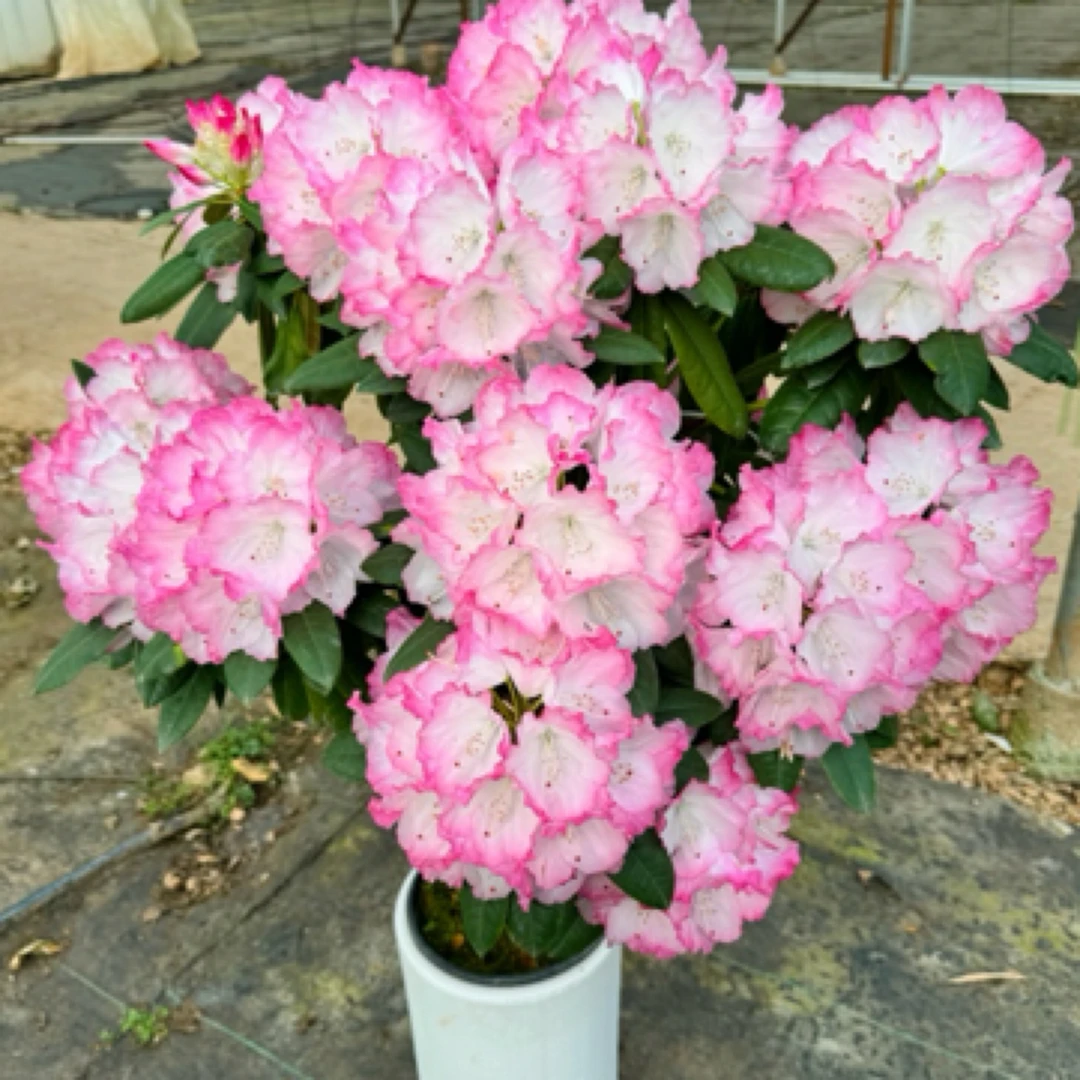 年宵花·贵夫人高山杜鹃·带香味2加仑6年老桩【花苞发货】