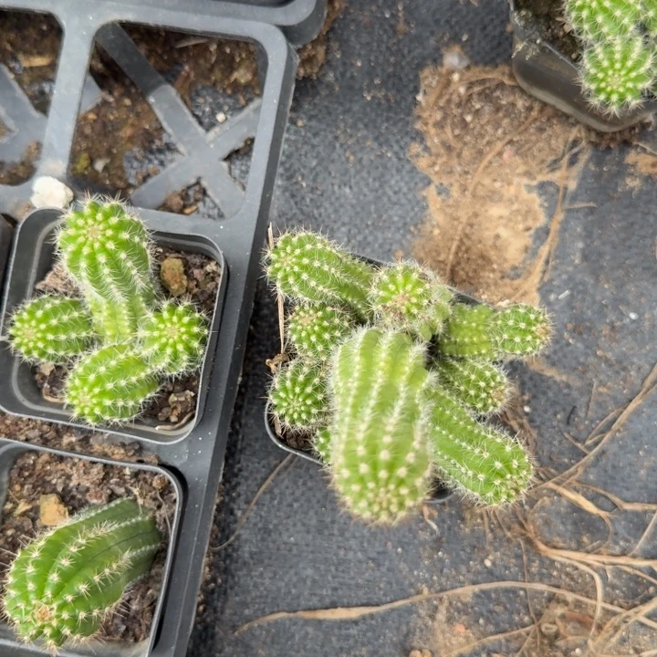 白檀仙人掌384小群617