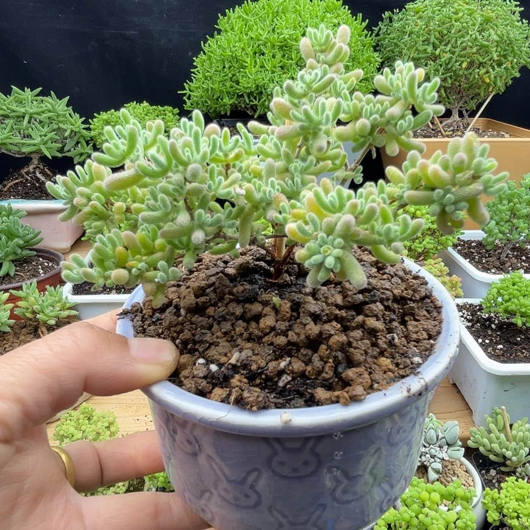 沐***苏紫冰晶优选枝干番杏