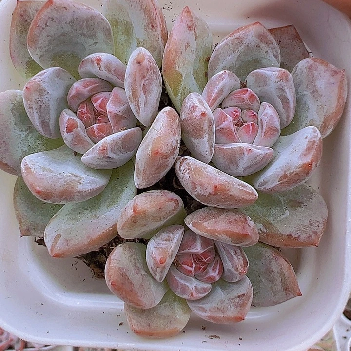 石榴籽群19包邮多肉植物