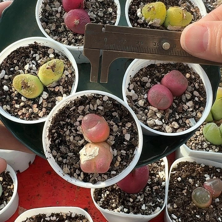 老马生石花双头毛1040