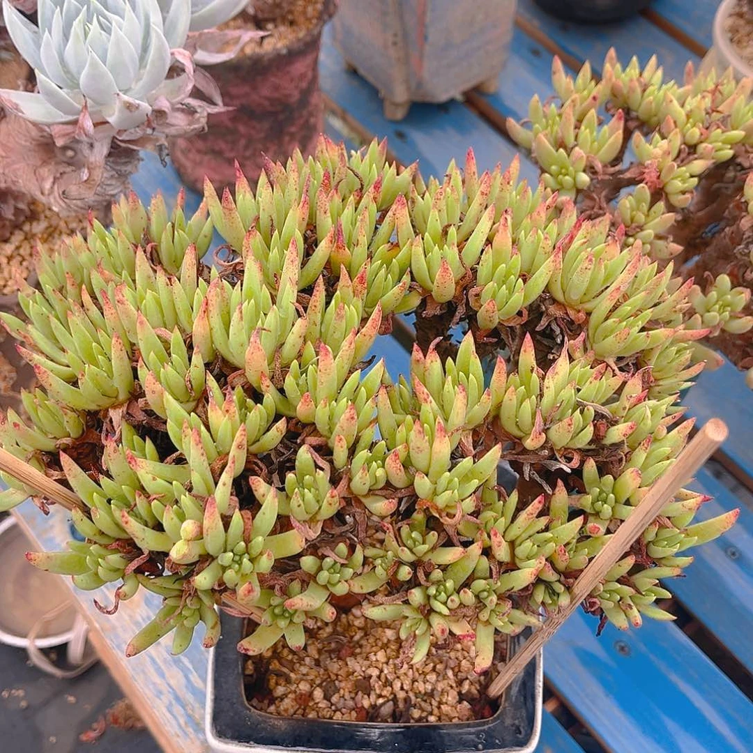 瑕疵特价不售后绿菊大群