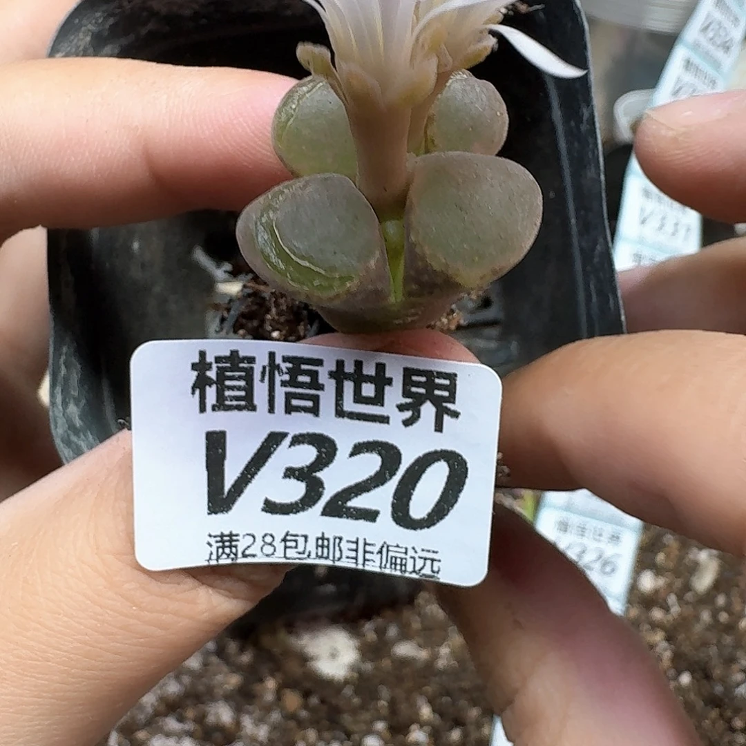 多肉植物的润泽地dv