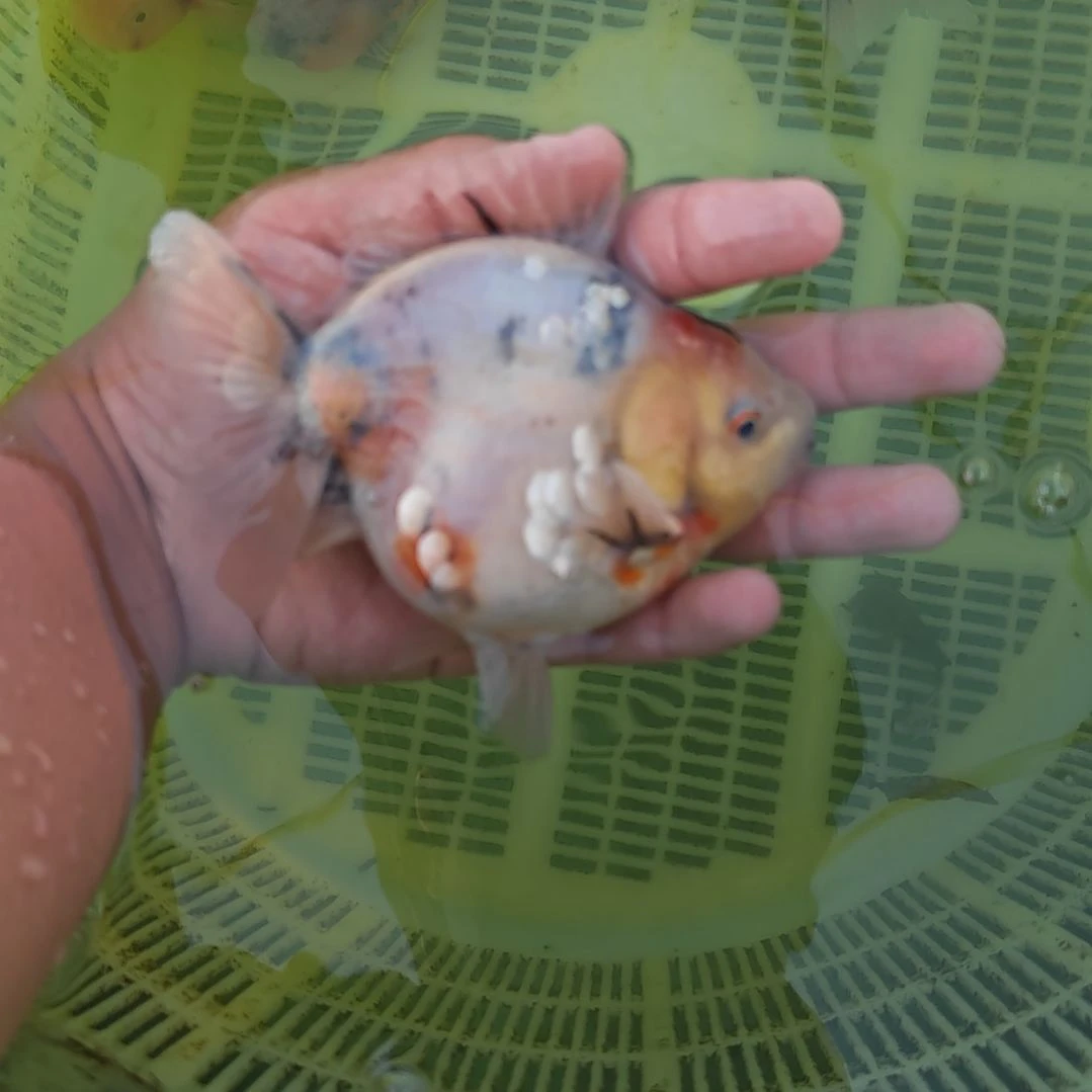 闪鳞麒麟泰狮金鱼