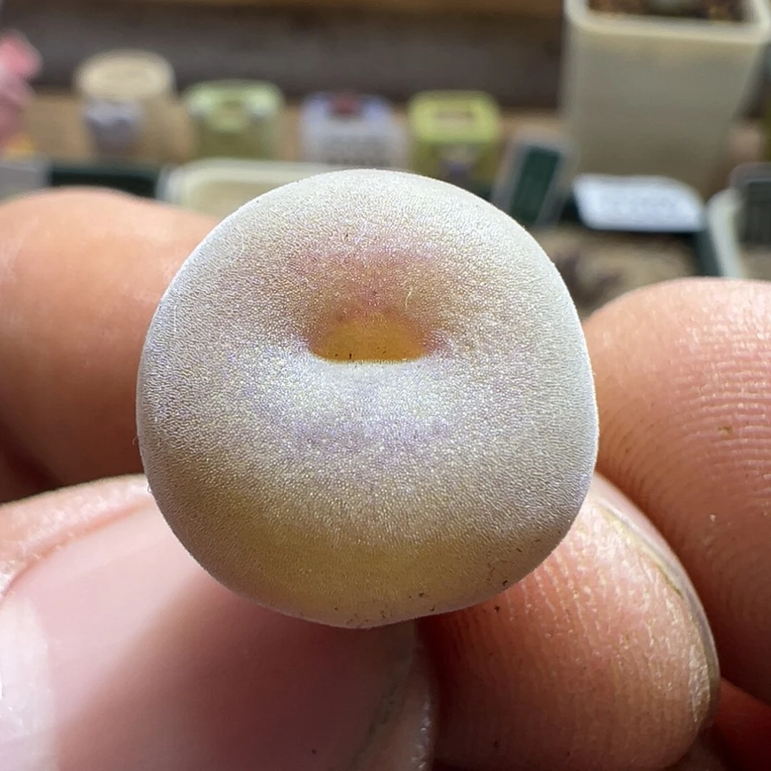 327优选空卡佛一颗福利