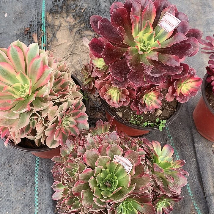 ✔800三颗多肉植物