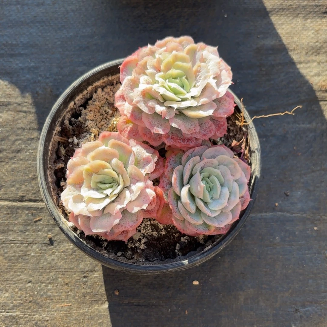 小***朵哈哈哈哈哈哈哈哈宝贝宝贝宝贝宝贝宝贝