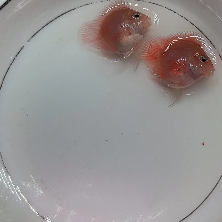 鹦鹉鱼迷你鹦鹉鱼