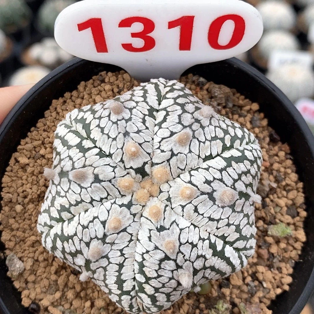 1310六愣v兜系列产品