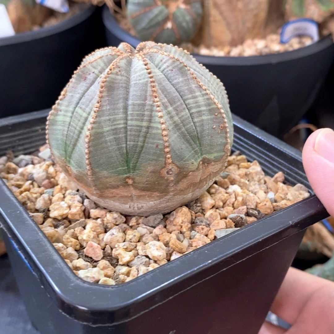 38欧系实生布纹球多肉植物