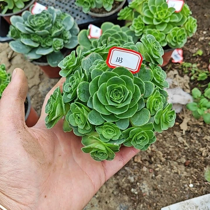 山地玫瑰多肉 133