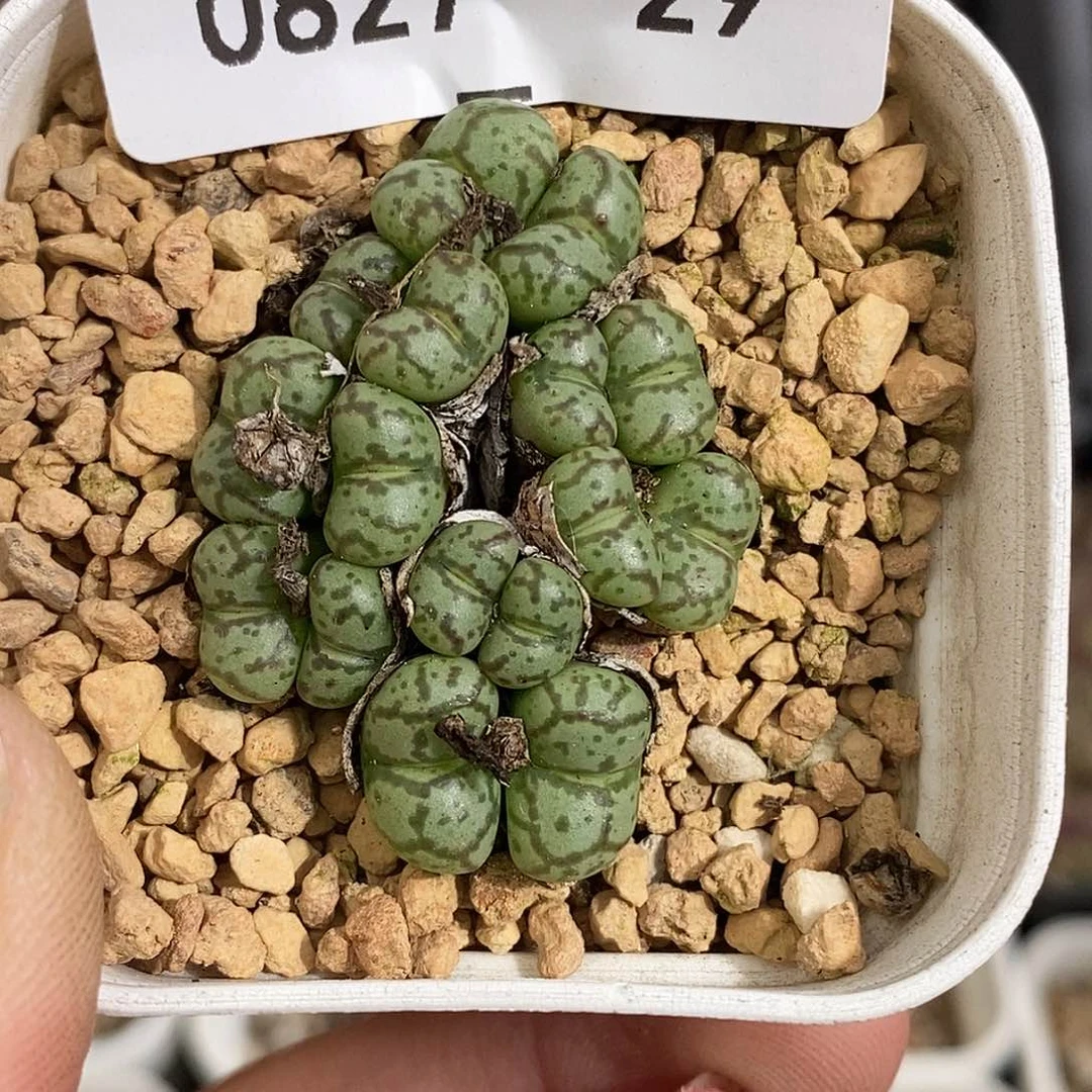 0827-29-猴福利。