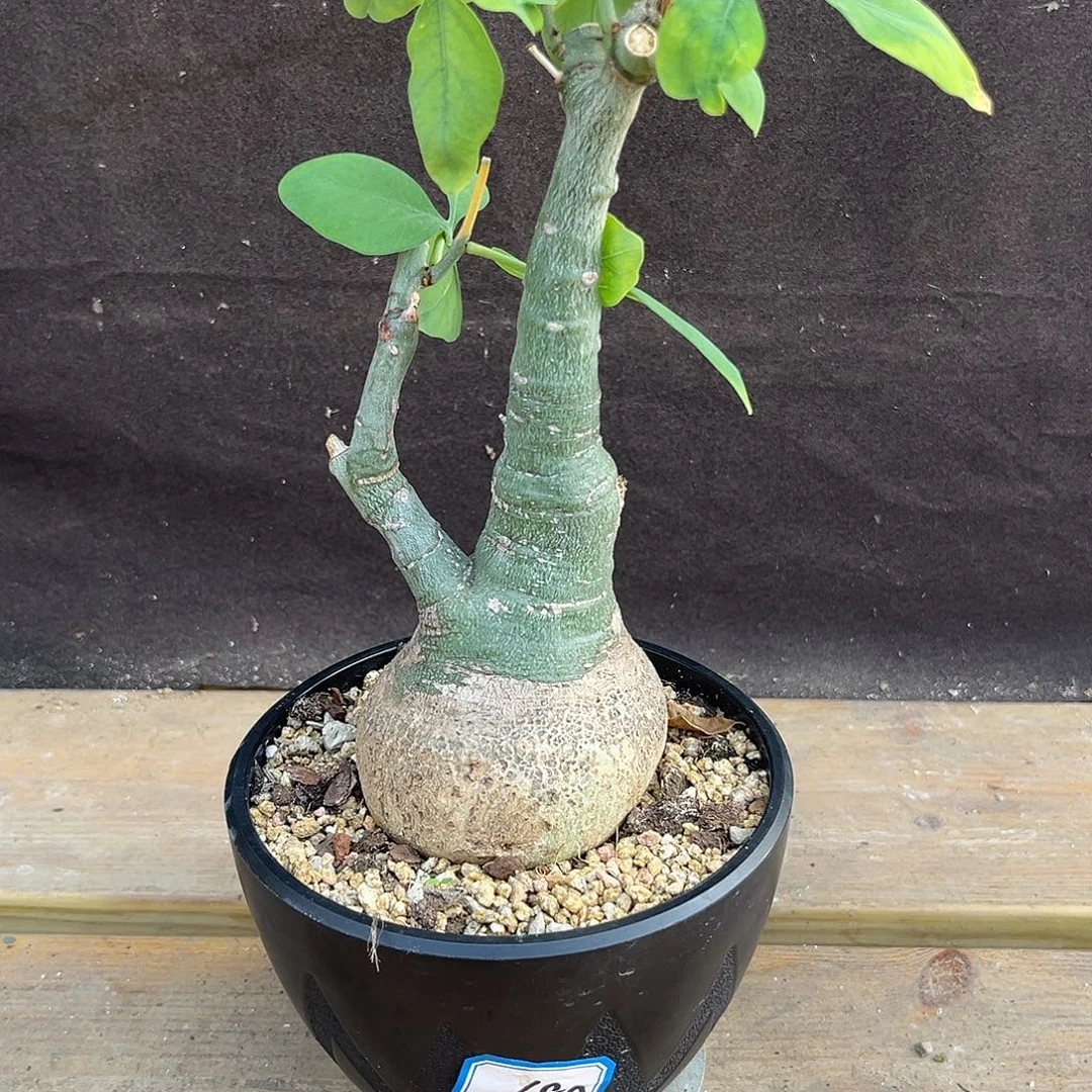 汤圆植物幻蝶蔓漂亮