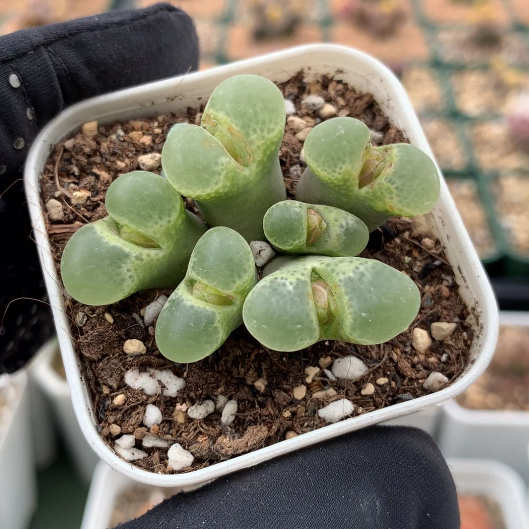 923江南风铃母本