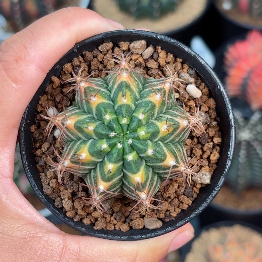 泰系米哈实生仙人球323