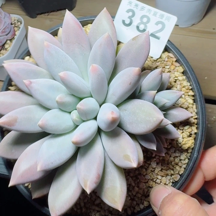 哥特         精控精养多肉植物