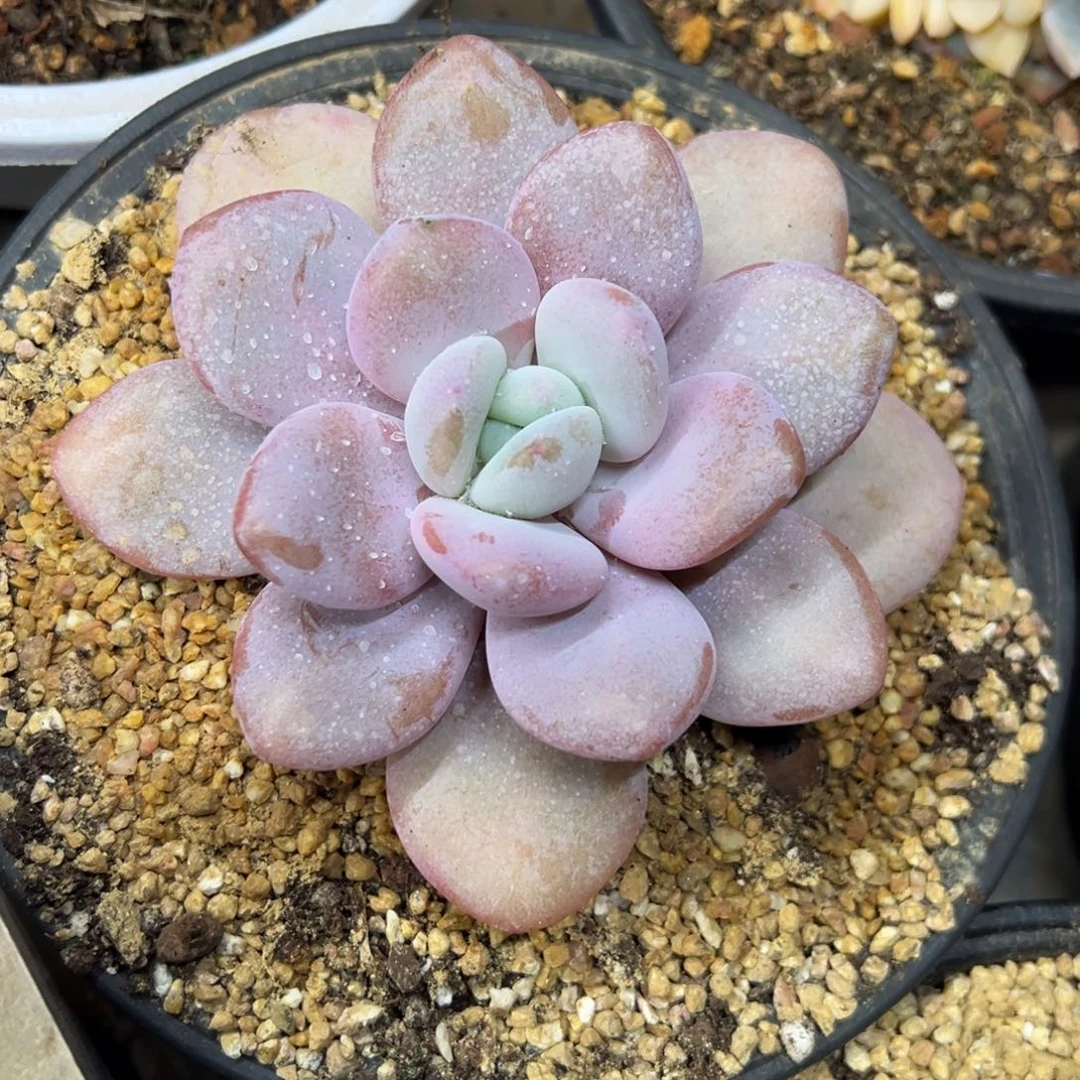 粉兔 老桩 夏鸣园艺