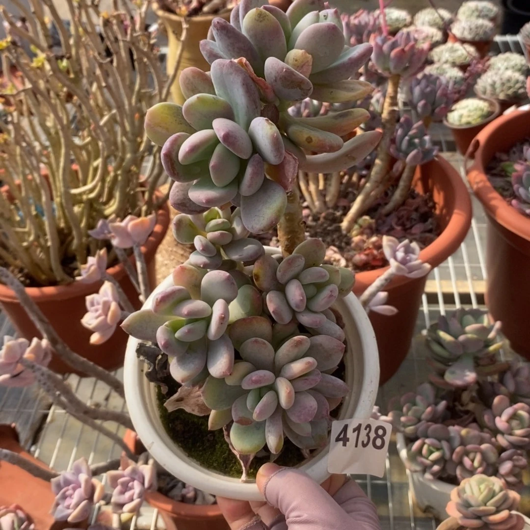 4138貂蝉老桩一物一拍