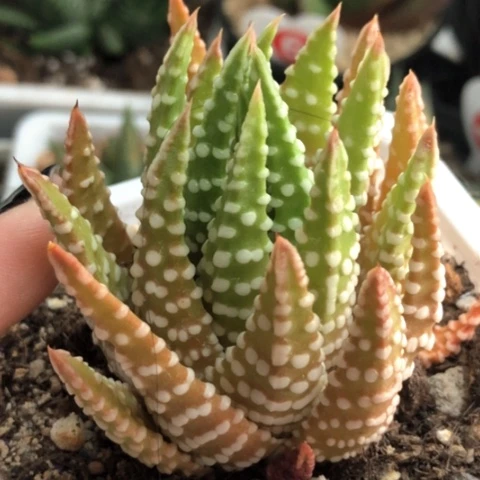 白瓷泪珠带盆发货