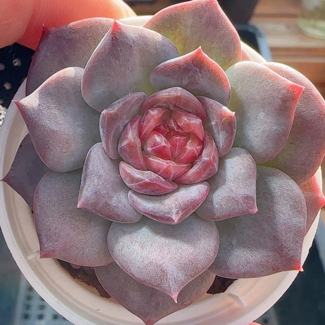 多肉0921--90琥珀天使珍妮