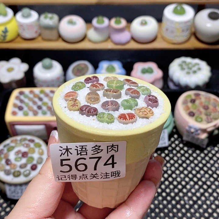 带盆土植物 一物一拍5674