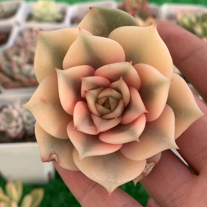 贝加尔湖锦，锦哥多肉