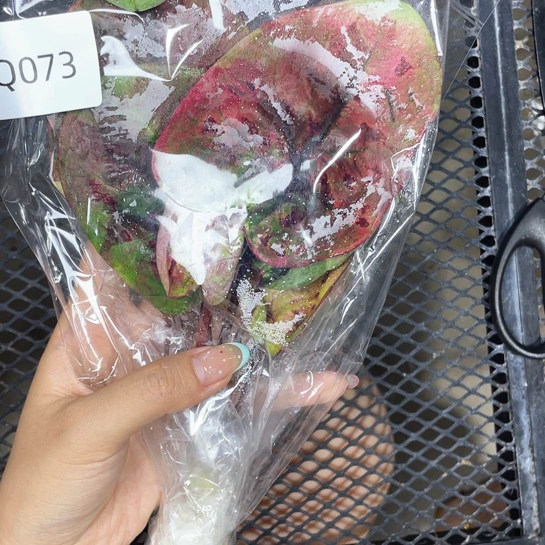 不开花植物Q073个体