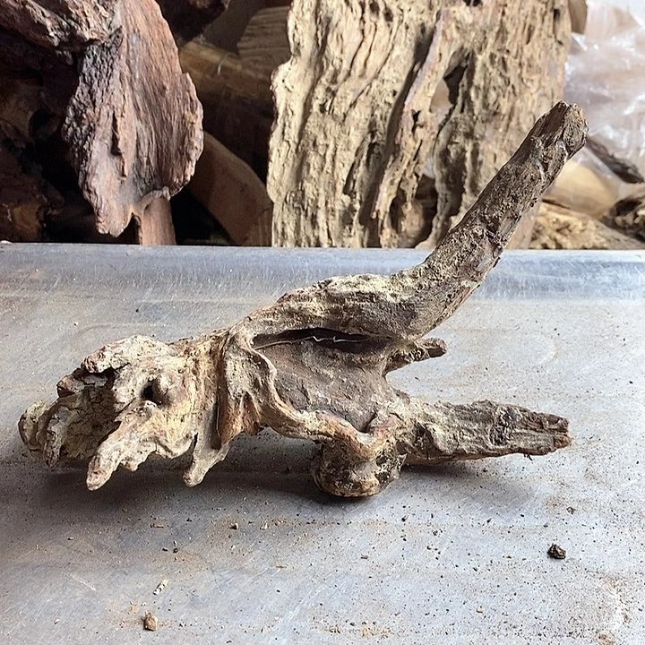 黄花梨/降香黄檀前*