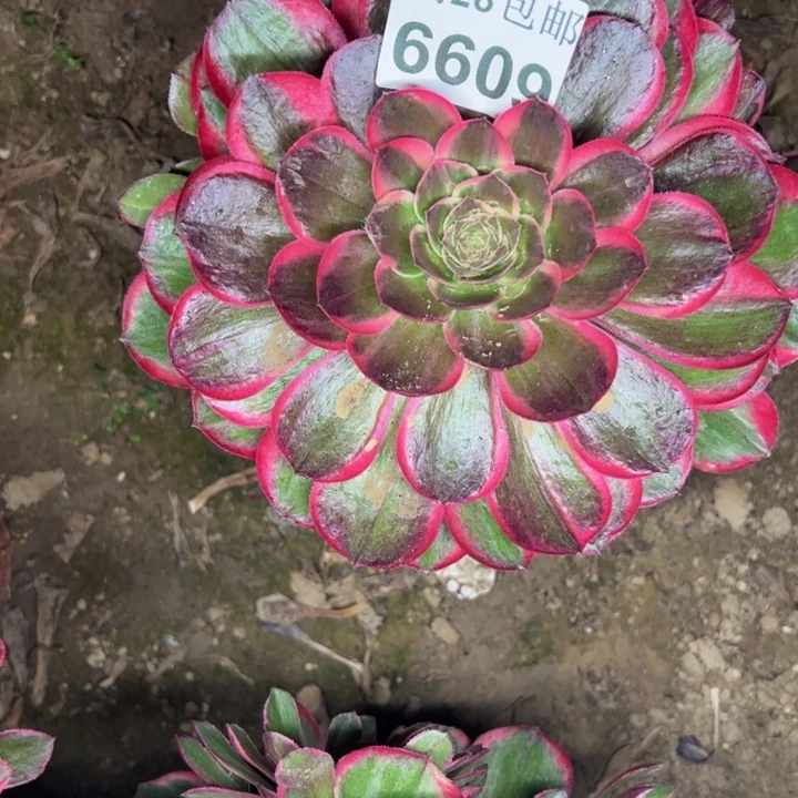 6609分花妖多肉植物