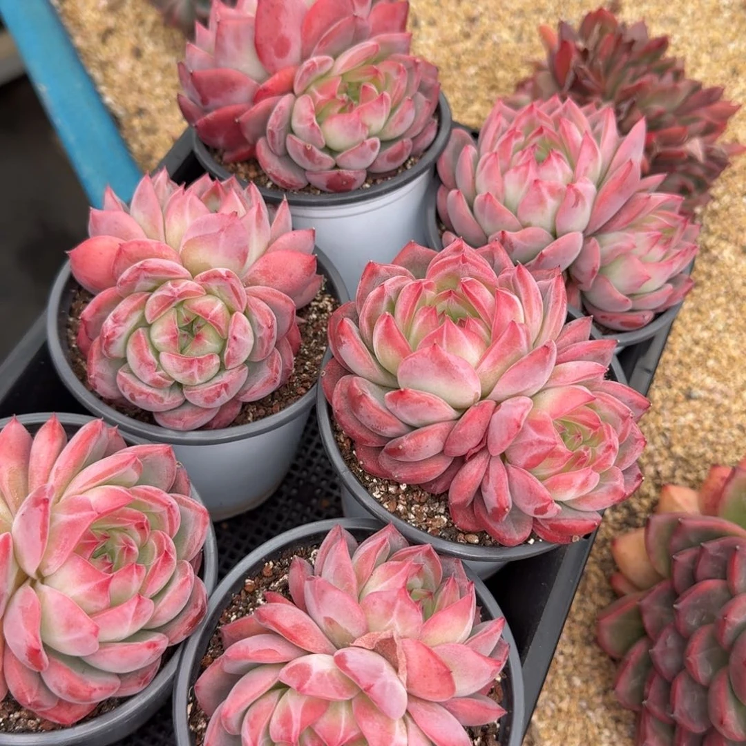 从前慢花园多肉双头红鸾