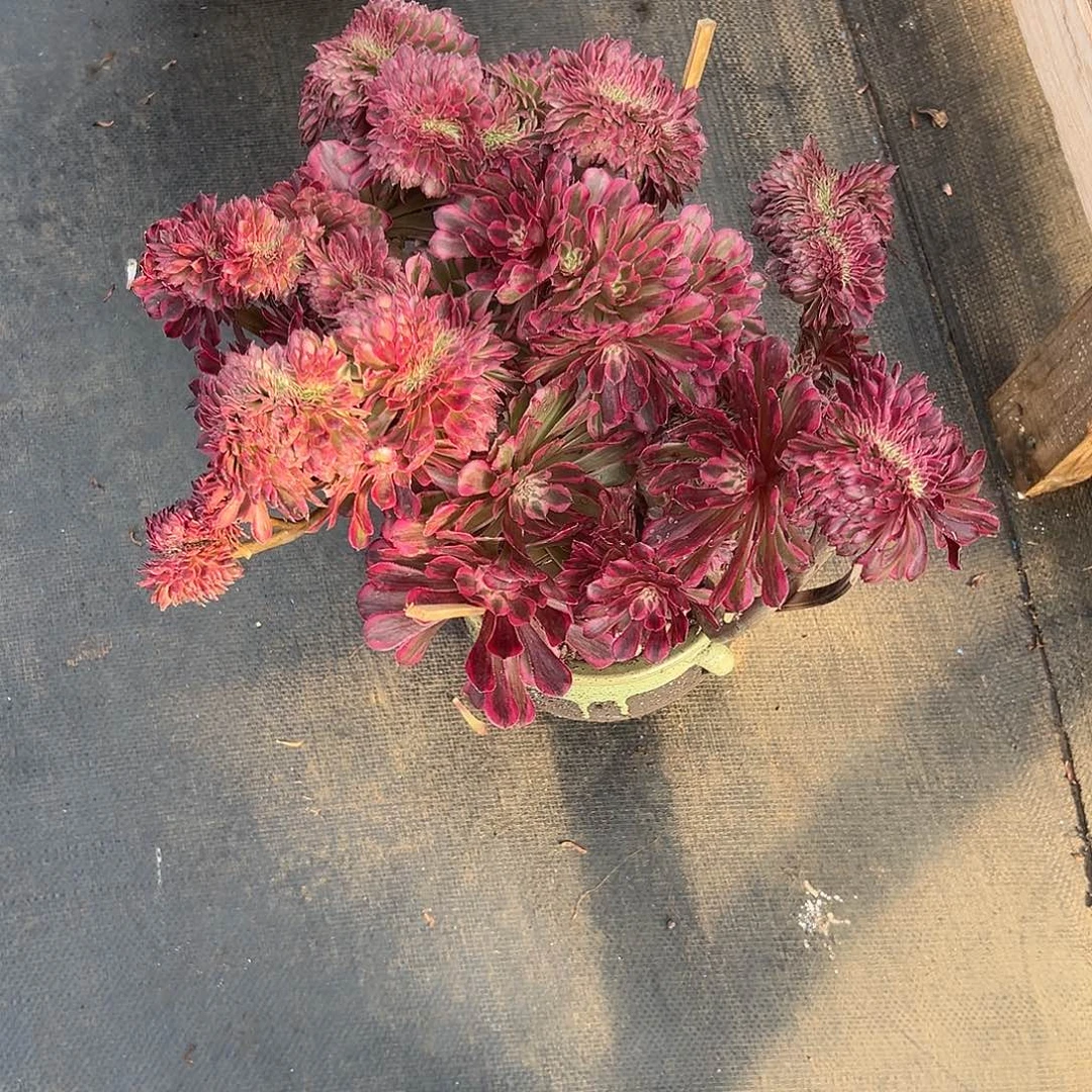 撸***宝6颗打包发图片寄养