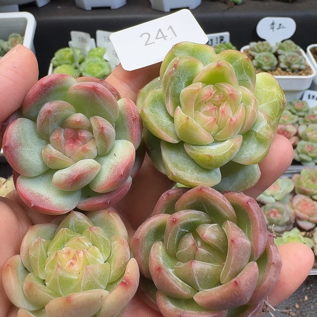 一物一拍一物一拍918-241
