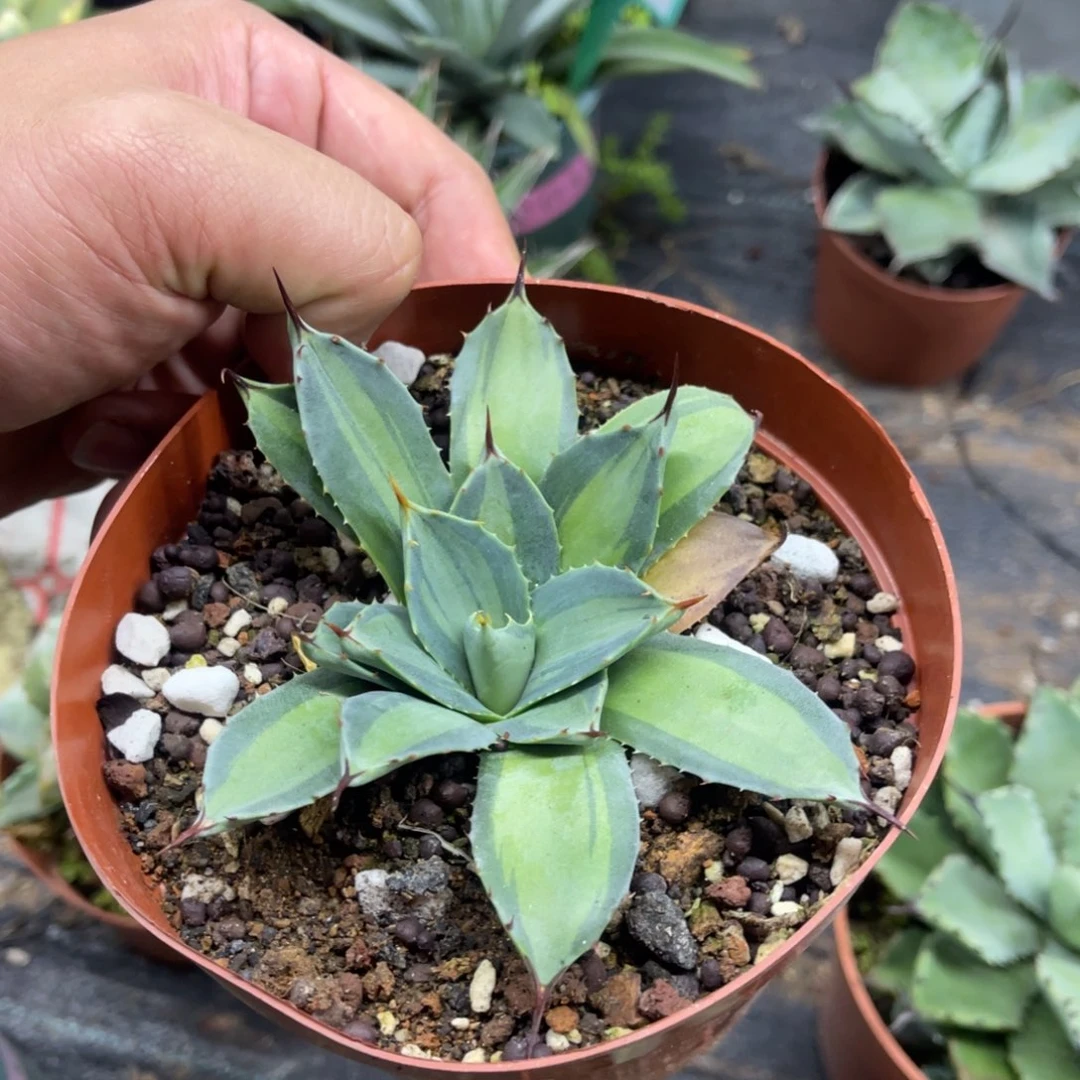 虚空藏浅中班龙舌兰