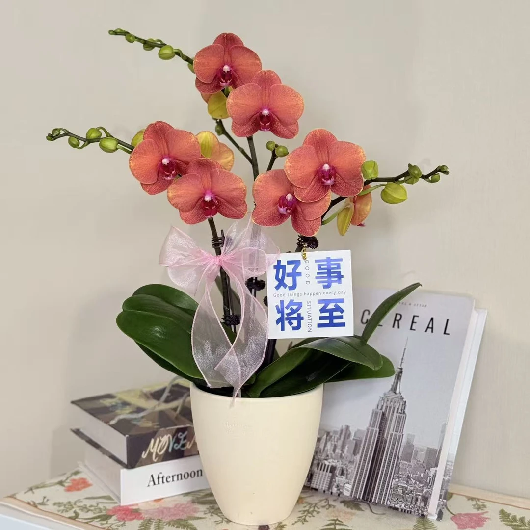 【金桔】精品蝴蝶兰 爱马仕橙色 精致桌面小组盆 好养耐养 基地直发