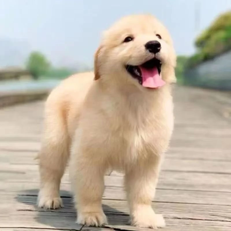 05金毛幼犬大骨架沙滩金毛双血统金毛枫叶红高智商导盲犬宠物狗