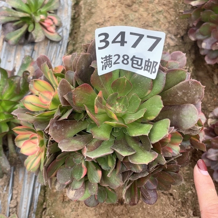 3477二号棚流星雨A