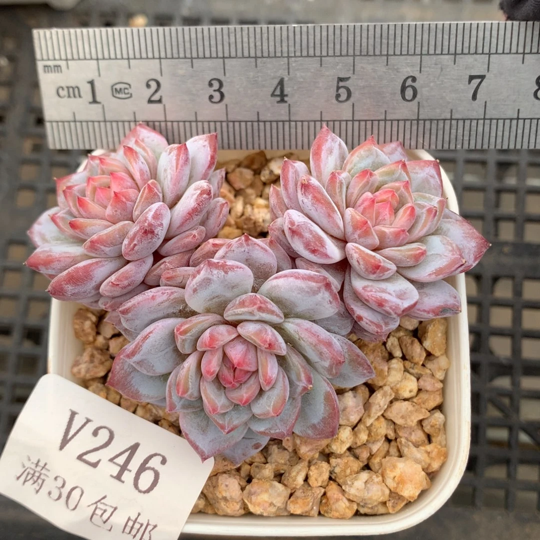 246。老桩玉芙蓉三头。